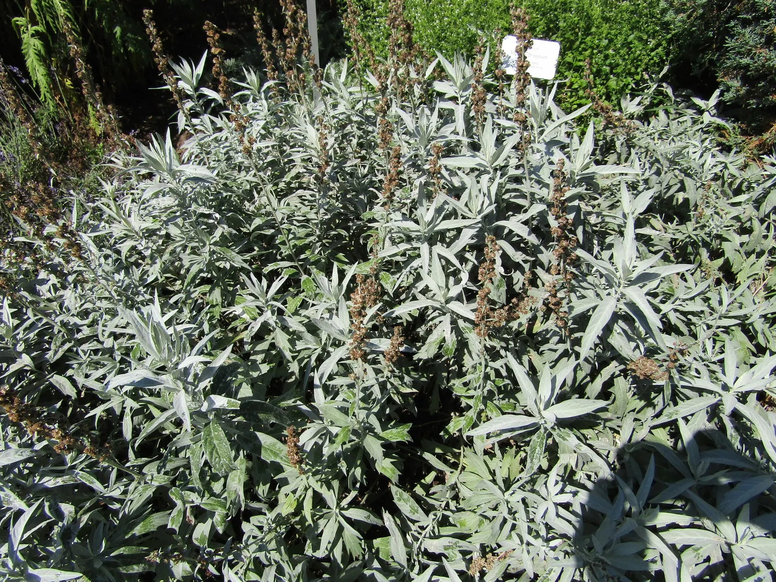 Silver Wormwood (Artemisia Ludoviana) — which offer a striking contrast against greener plantings; scientifically known as Artemisia ludoviciana