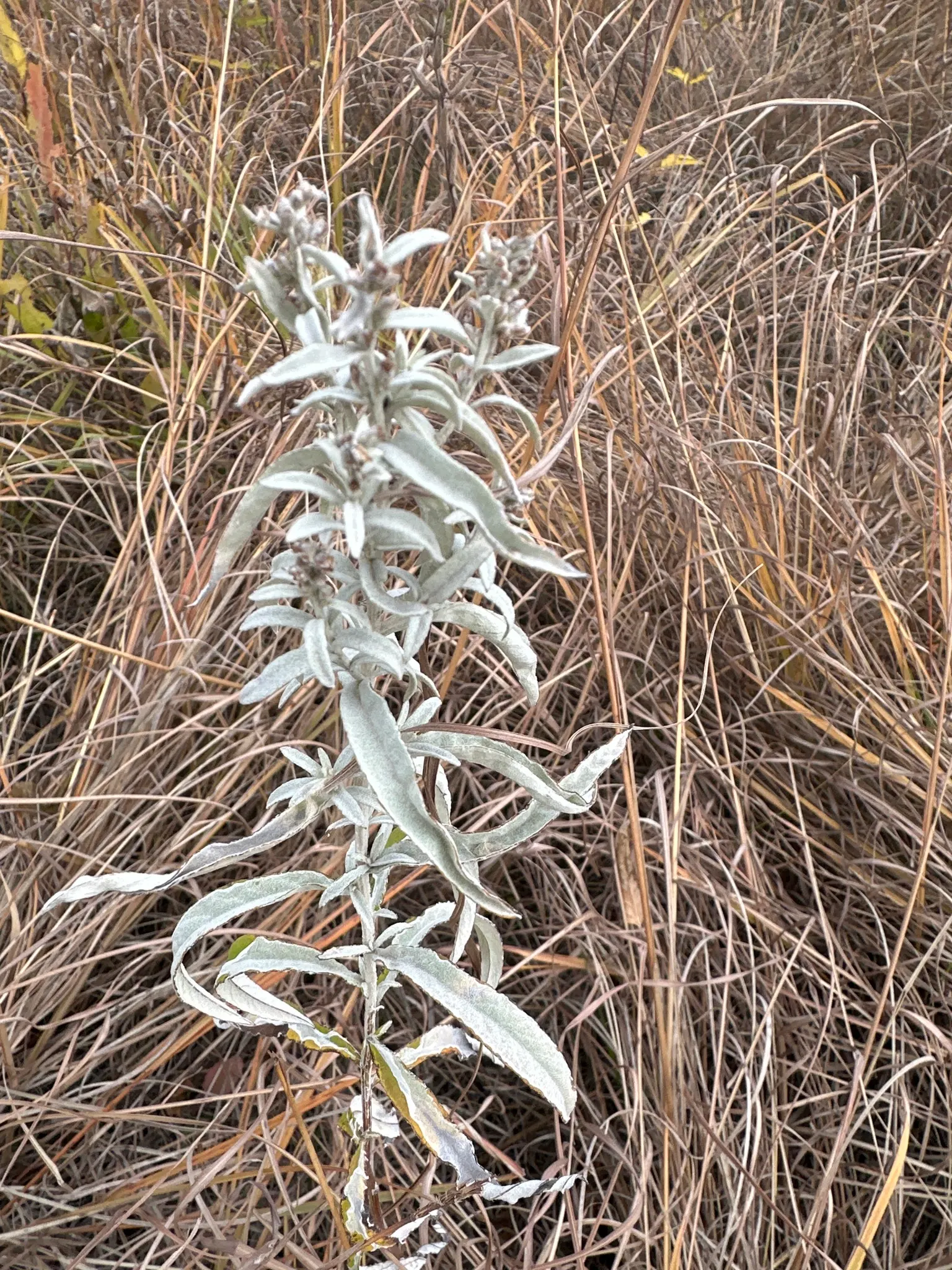 Silver Wormwood (Artemisia Ludoviana) — which offer a striking contrast against greener plantings