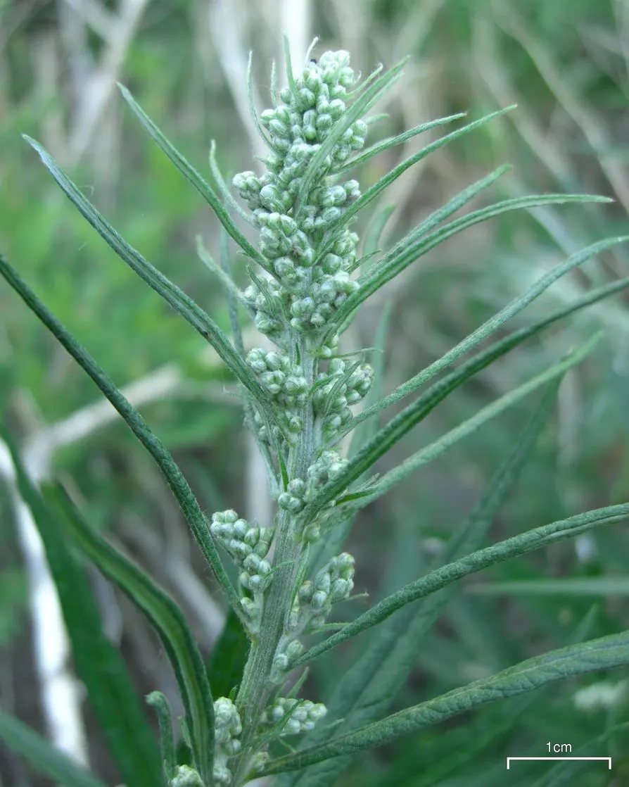 Silver Wormwood (Artemisia Ludoviana) — one should be mindful that Silver Wormwood can be aggressive in its growth habit