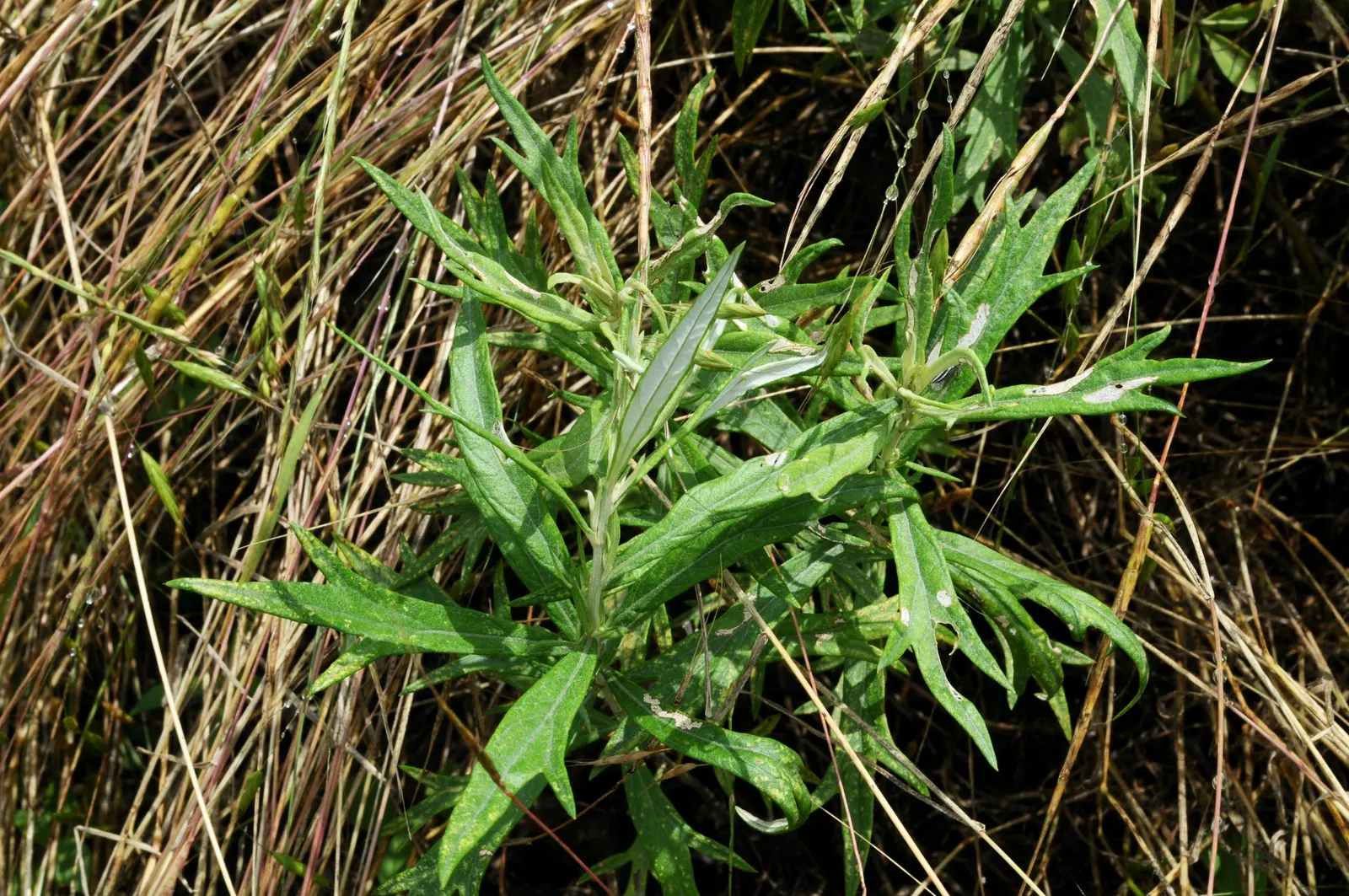 Silver Wormwood (Artemisia Ludoviana) — Silver Wormwood thrives in full sun to part shade and is remarkably drought-tolerant once established