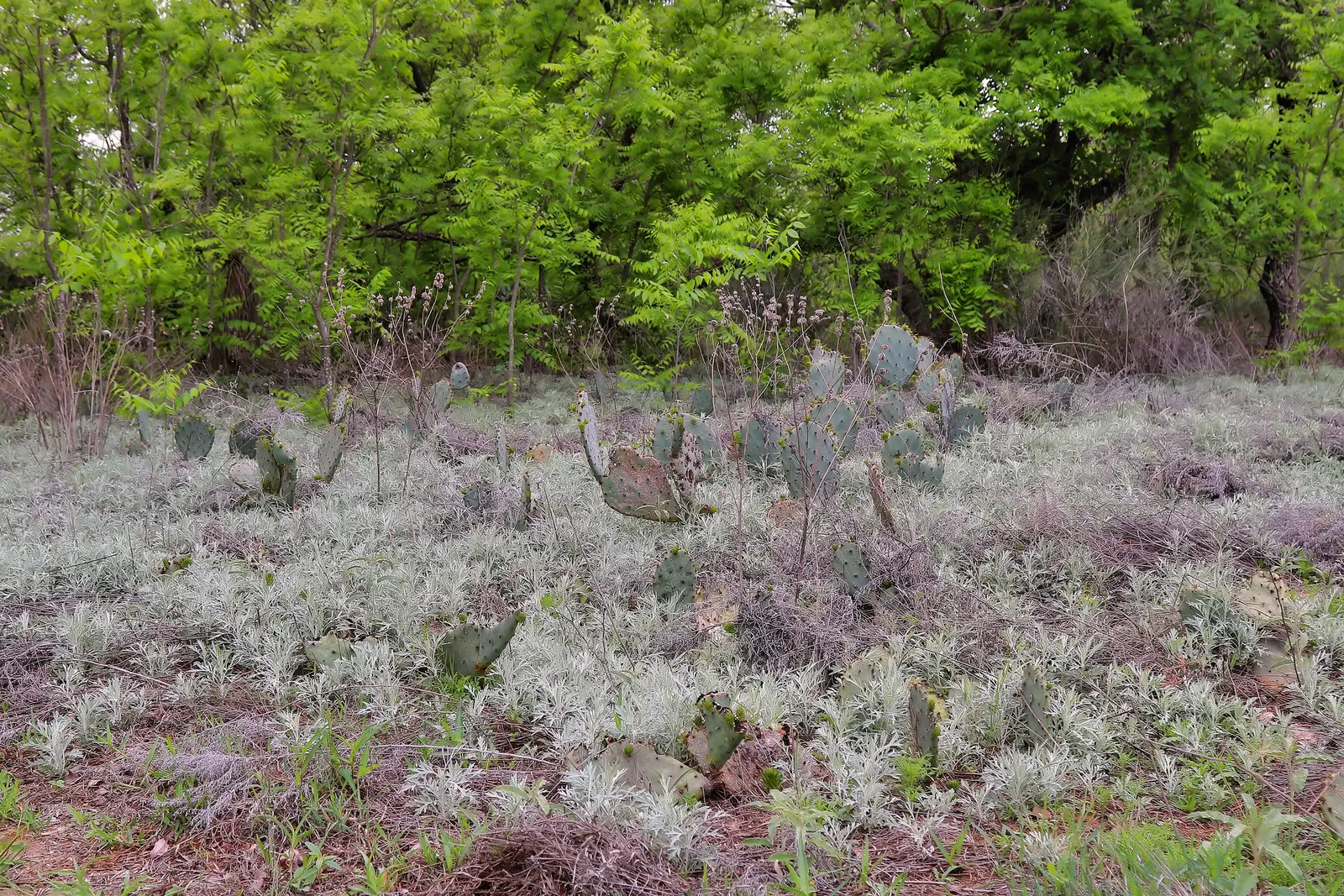 Silver Wormwood (Artemisia Ludoviana) — Therefore, it may require periodic division to keep it contained within its desired area; utilized in mass for ground