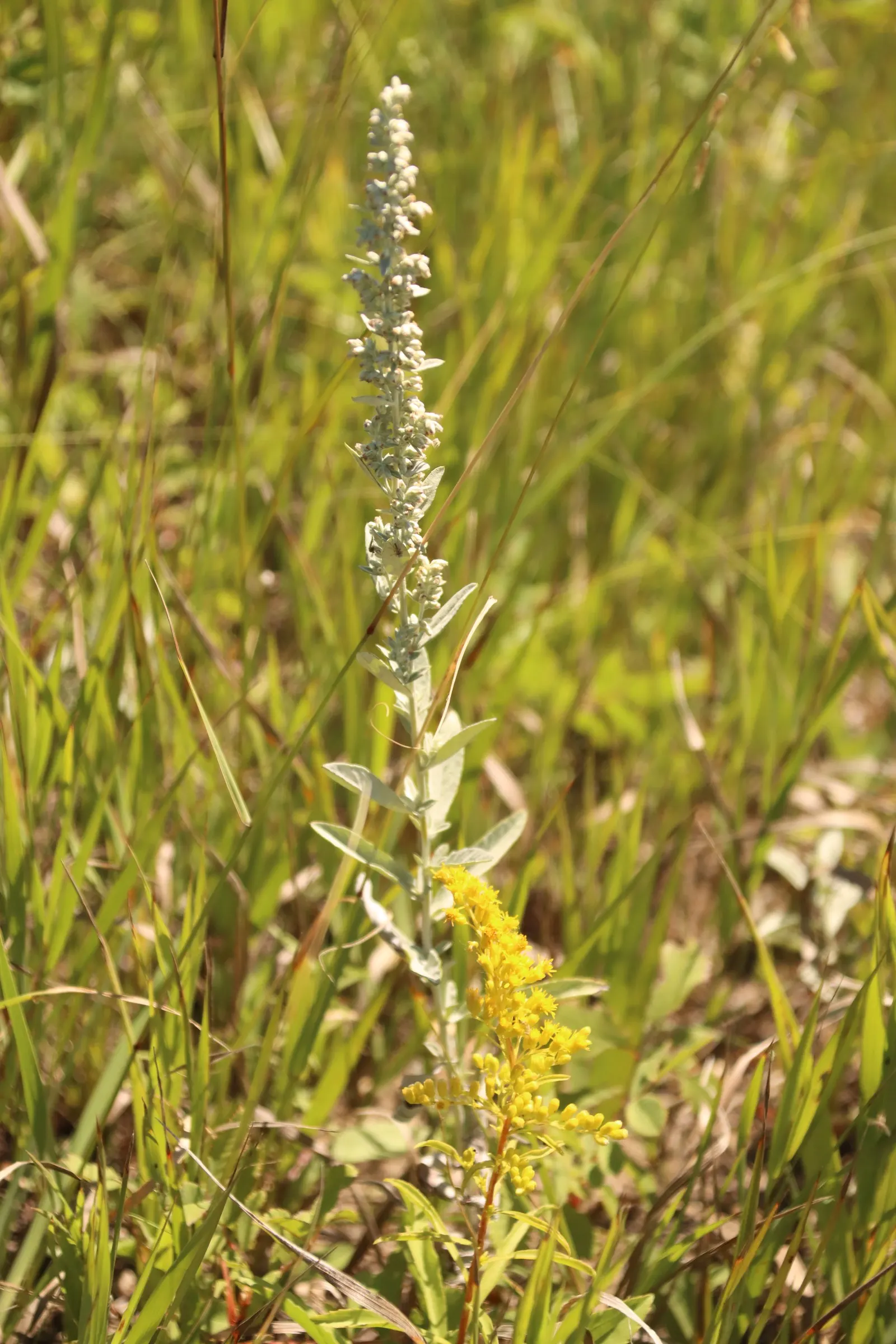 Silver Wormwood (Artemisia Ludoviana) — shrub with white and yellow blooms; displaying an ability to adapt to a wide variety of garden settings.<br><br>In the