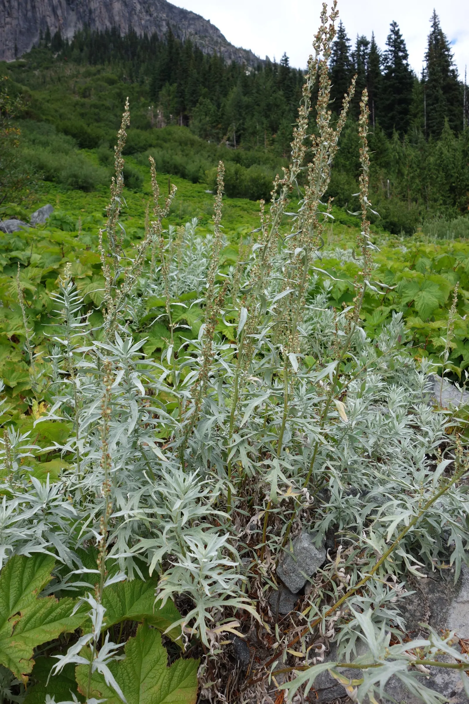 Silver Wormwood (Artemisia Ludoviana) — or used as an elegant edging plant.<br><br>When planning the garden