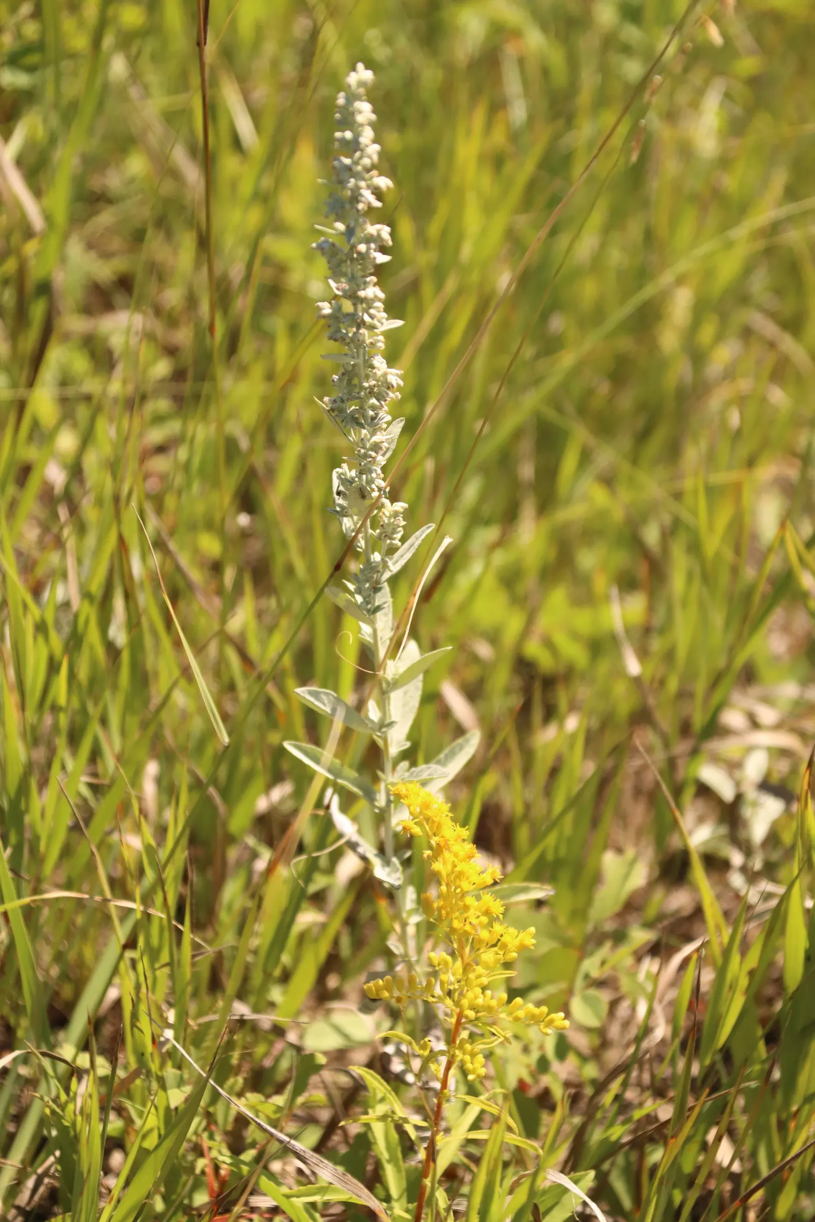 Silver Wormwood (Artemisia Ludoviana) — scientifically known as Artemisia ludoviciana; which offer a striking contrast against greener plantings