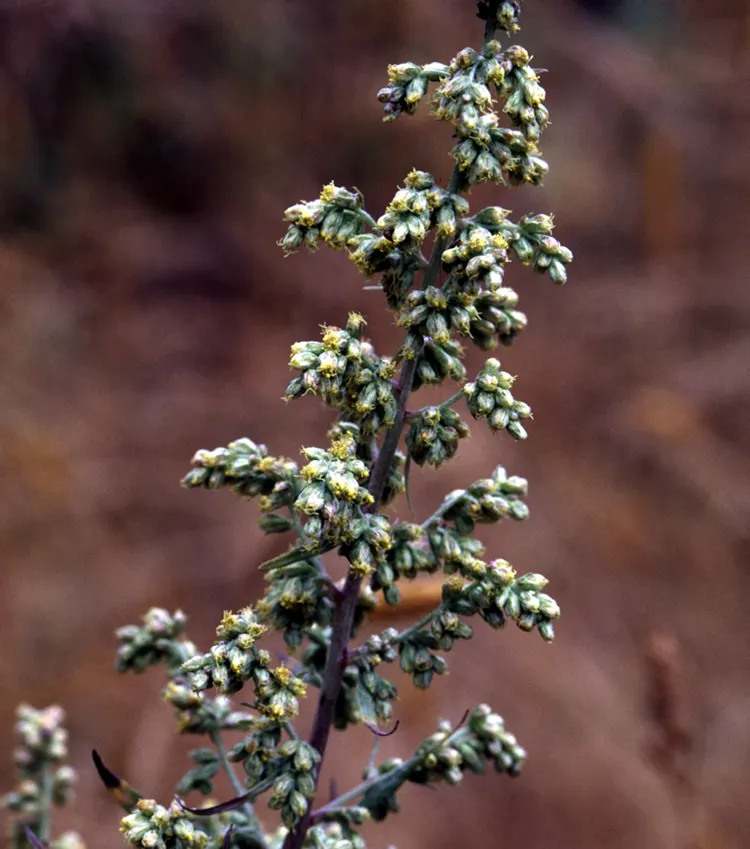 Silver Wormwood (Artemisia Ludoviana) — utilized in mass for ground cover; therefore, it may require periodic division to keep it contained within its desired