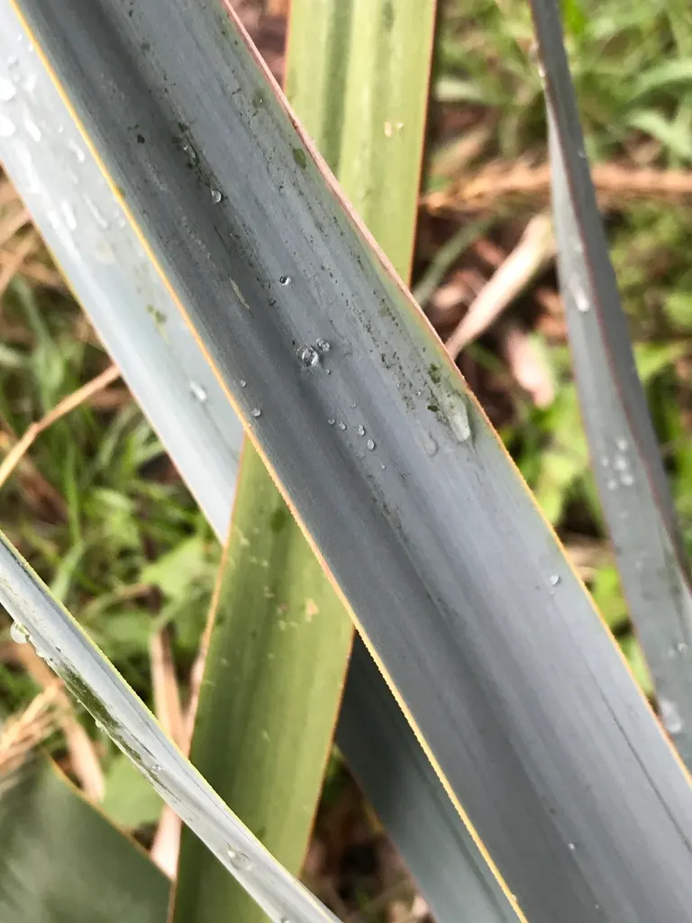 Pale Leaf Yucca (Yucca Pallida) — evergreen perennial with a compact rosette of silvery-blue leaves reaching up to 2 feet in width and height