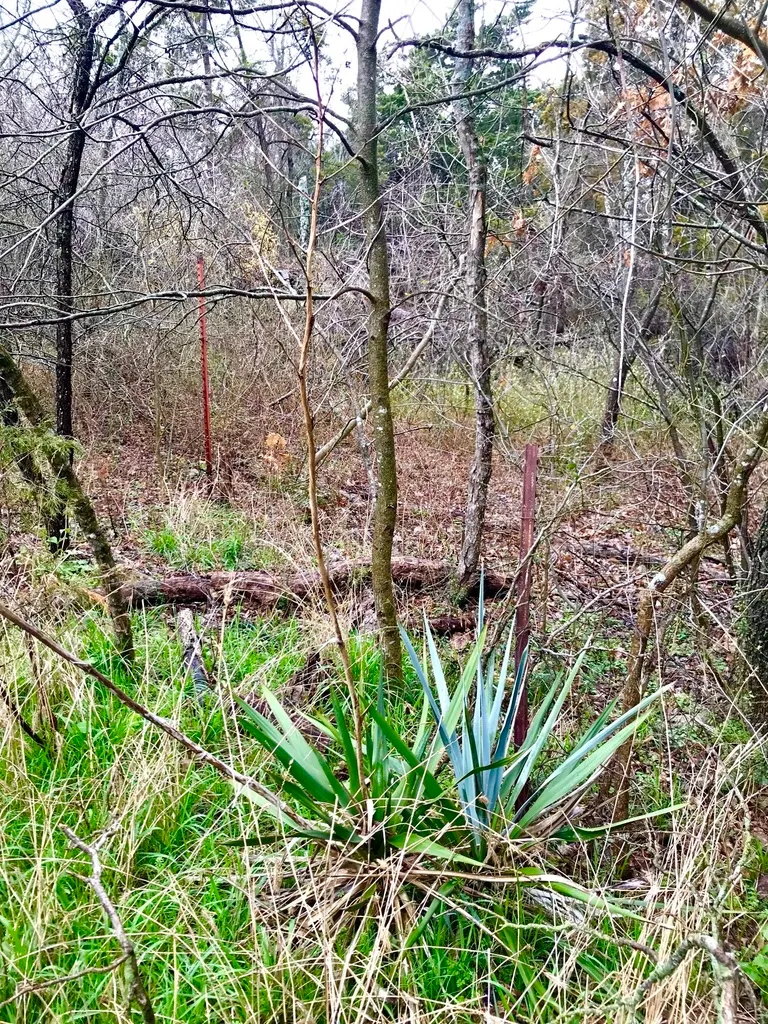 Pale Leaf Yucca (Yucca Pallida) — Its arched, spine-tipped foliage is drought-tolerant and deer-resistant, suiting zones 7-11