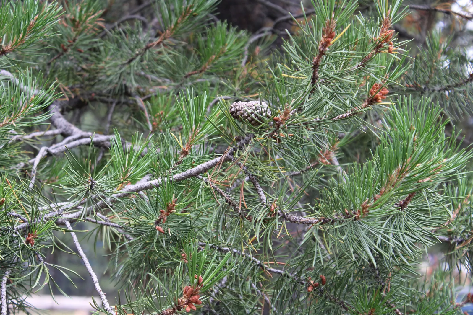 Lodgepole Pine (Pinus Contorta) — Its slender form and dense, yellow-green needles adapt well to various soils, preferring full sun