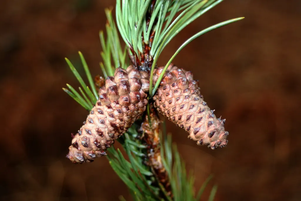 Lodgepole Pine (Pinus Contorta) — Typically reaching heights of 70 to 80 feet