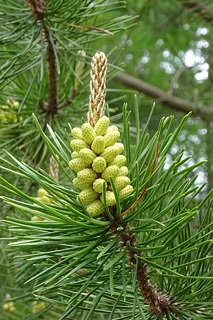 Lodgepole Pine (Pinus Contorta) — The tree's unique cones often require the intense heat of a forest fire to open and release seeds