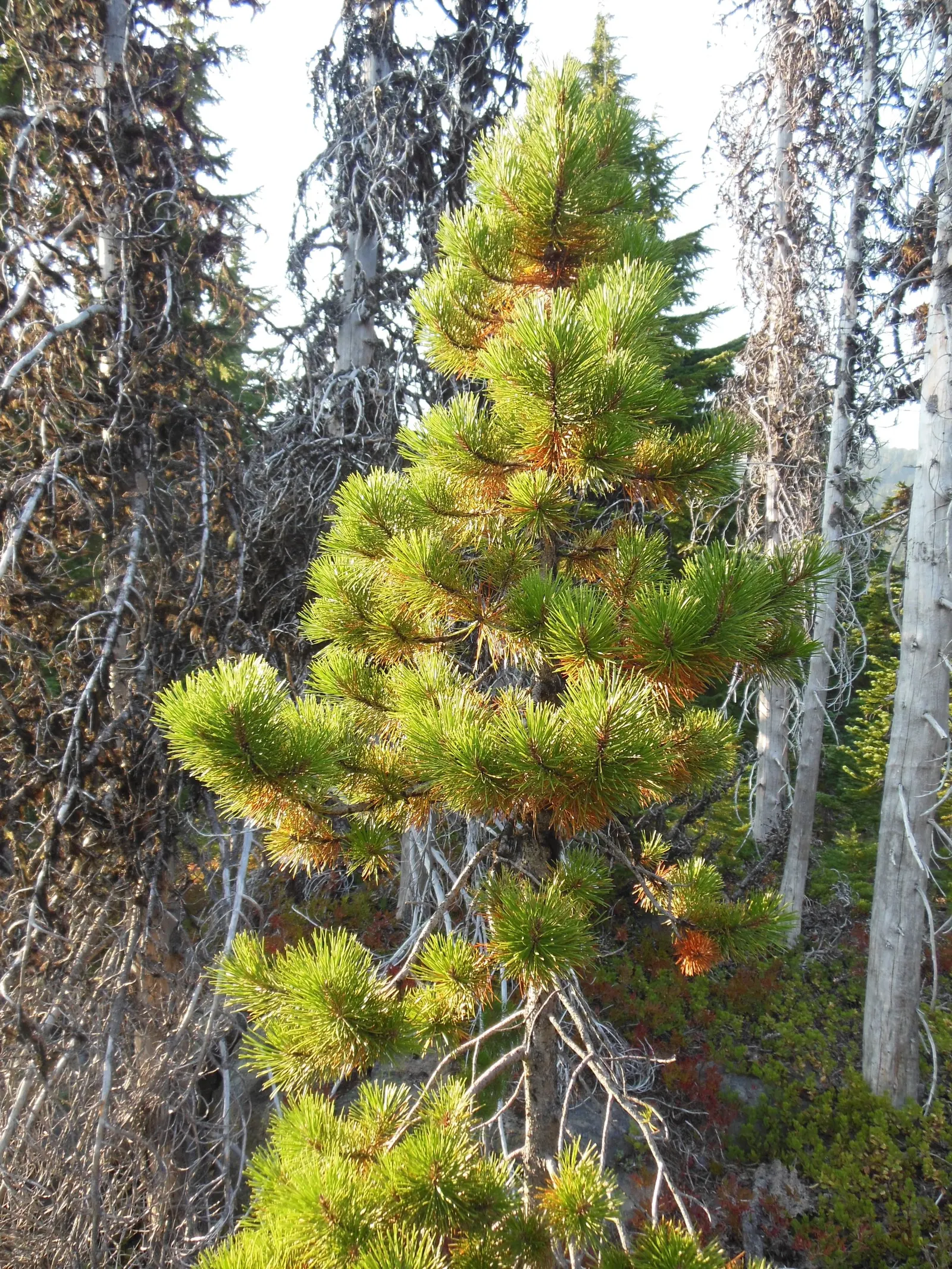 Lodgepole Pine (Pinus Contorta) — slender profile and ability to thrive in a variety of environments