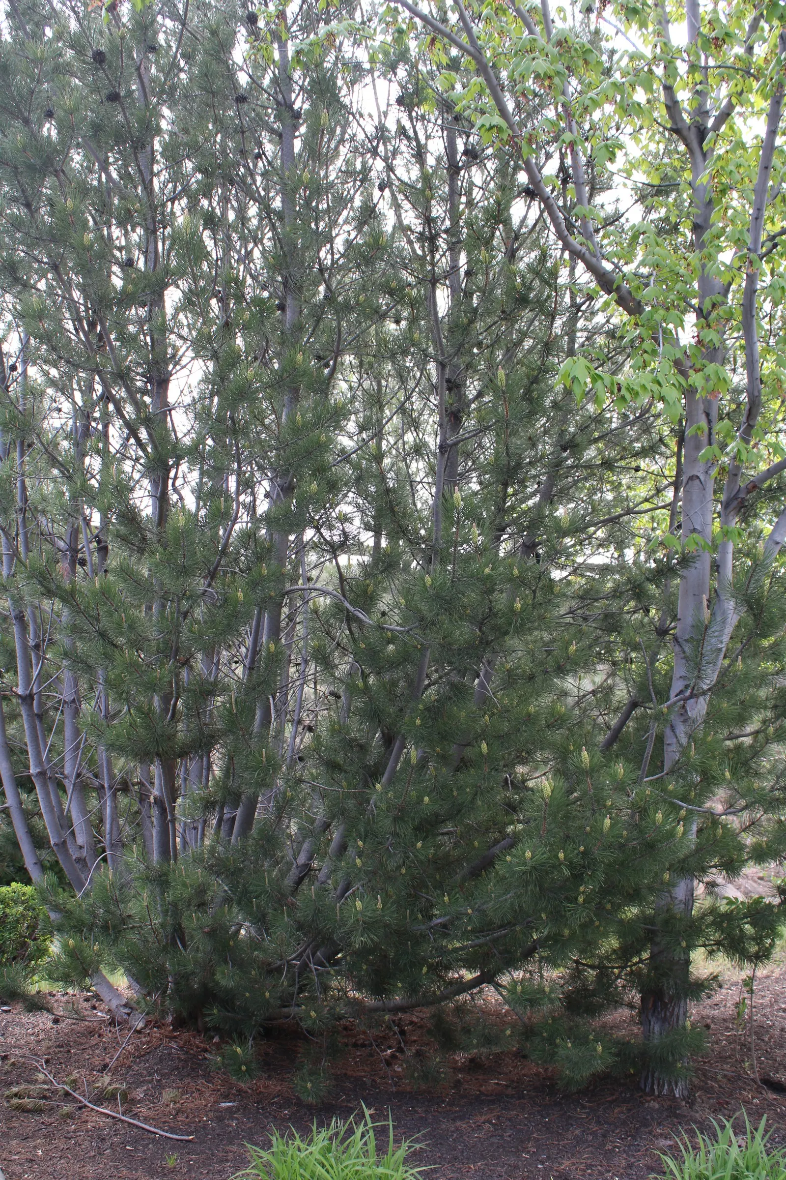 Lodgepole Pine (Pinus Contorta) — is a highly adaptable species renowned for its striking