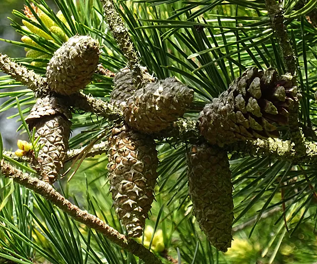 Lodgepole Pine (Pinus Contorta) — reflecting an evolutionary adaptation to its native fire-prone habitats.<br><br>For a landscape design