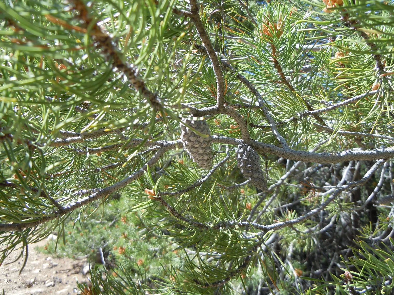 Lodgepole Pine (Pinus Contorta) — Gardeners appreciate the tree's versatility