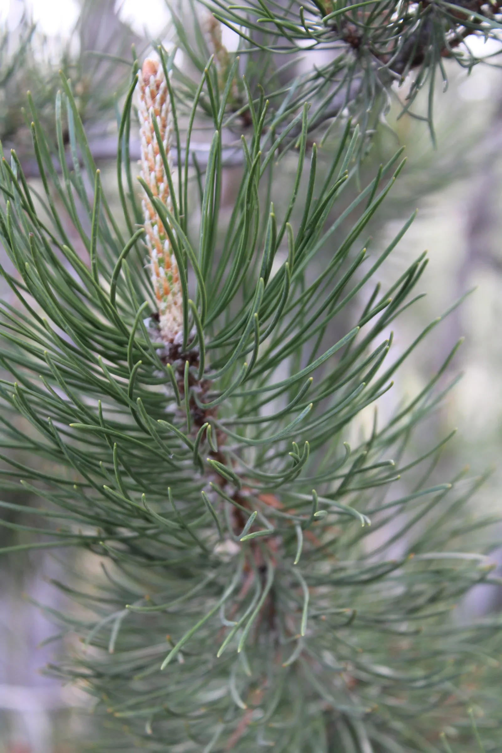 Lodgepole Pine (Pinus Contorta) — thriving in zones 4-8 with a mature height of 70-80 feet and a spread of 20-30 feet