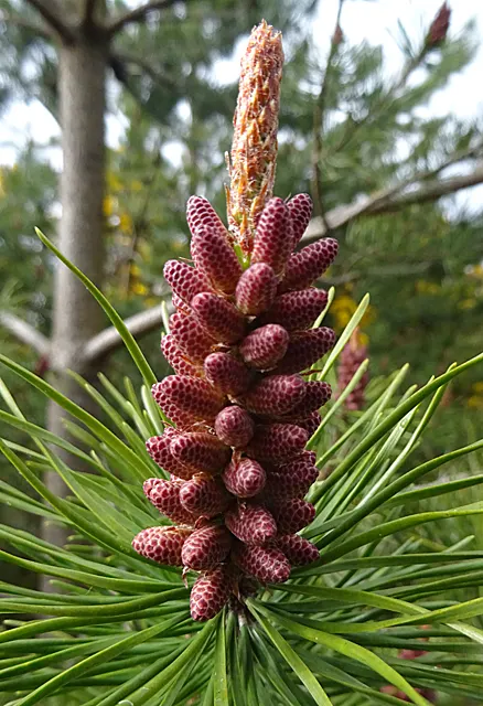 Lodgepole Pine (Pinus Contorta) — rich hue that contrasts its bright green needles