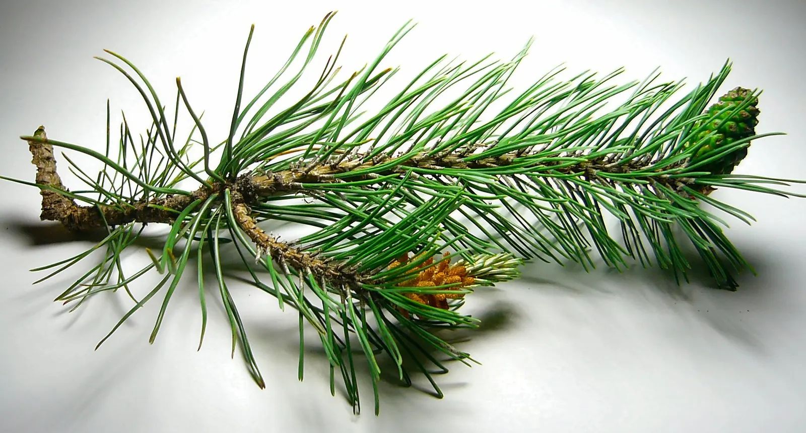 Lodgepole Pine (Pinus Contorta) — this coniferous evergreen boasts a narrow canopy that spreads from 10 to 20 feet wide
