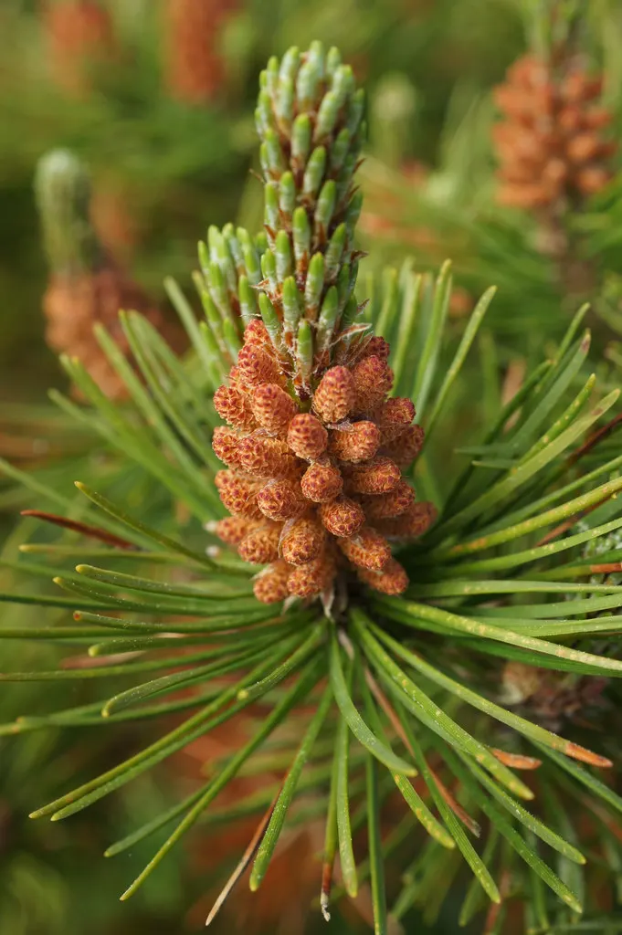Lodgepole Pine (Pinus Contorta) — offering habitat value and resilient growth even in poorer conditions