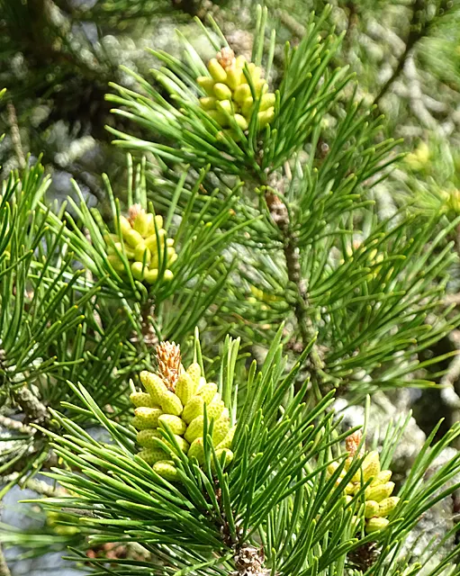 Lodgepole Pine (Pinus Contorta) — as it can grow in soils ranging from moist