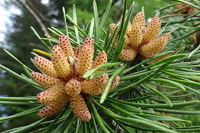 Lodgepole Pine (Pinus Contorta) — well-drained loams to drier
