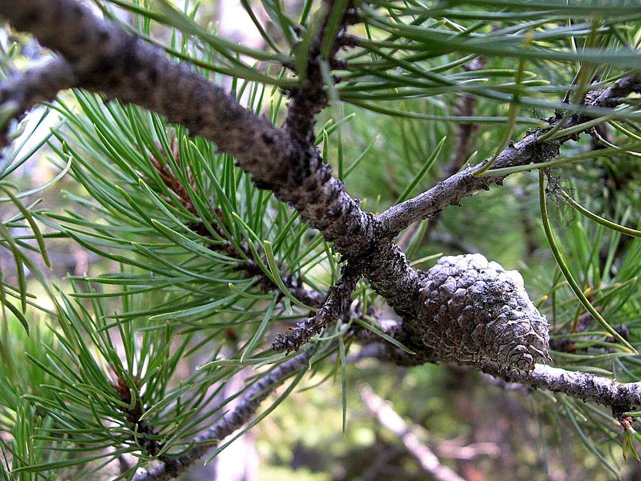 Lodgepole Pine (Pinus Contorta) — are about 1.5 to 3 inches long and offer year-round color and texture to the landscape
