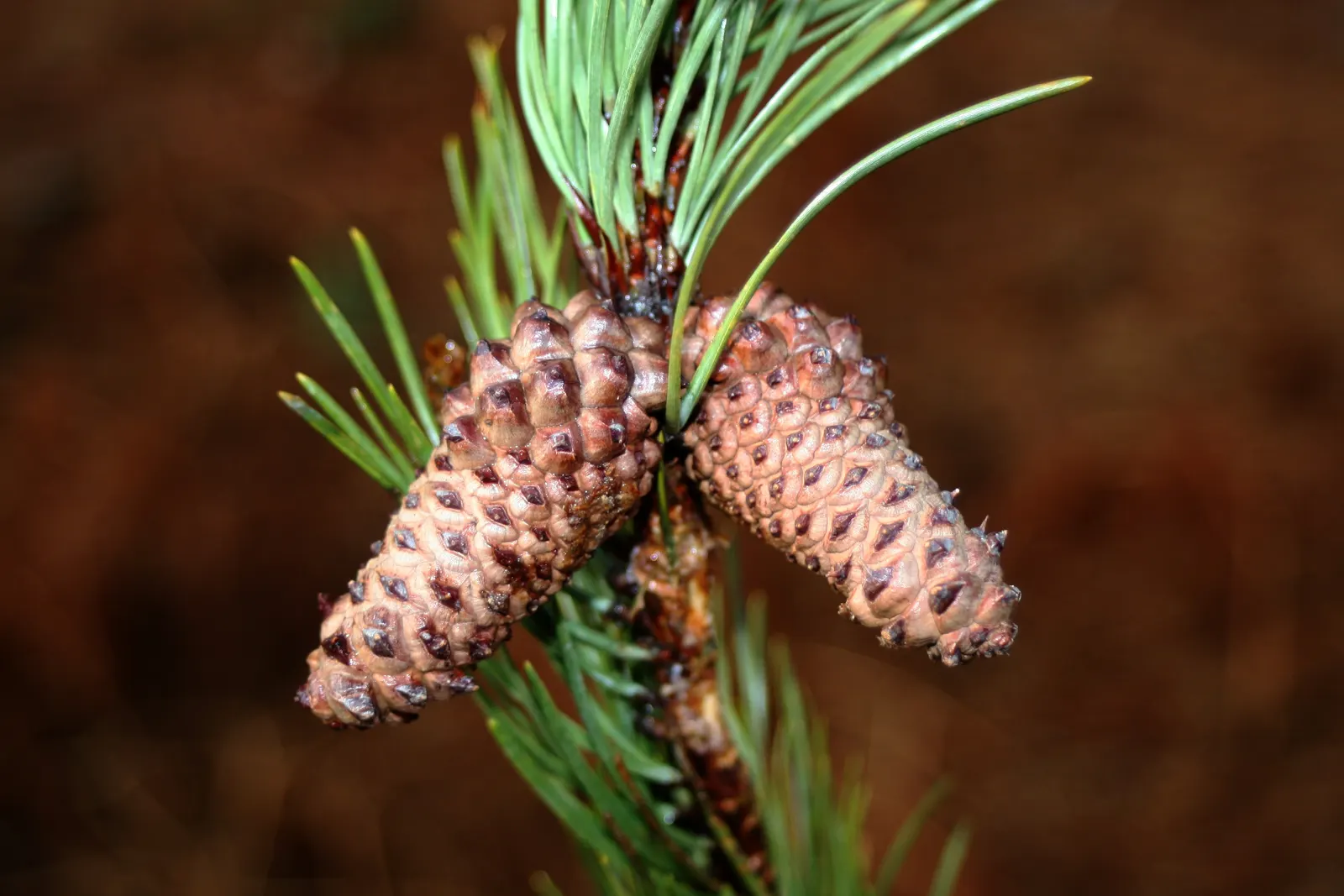 Lodgepole Pine (Pinus Contorta) — acting as a focal point when planted solo or creating a dense