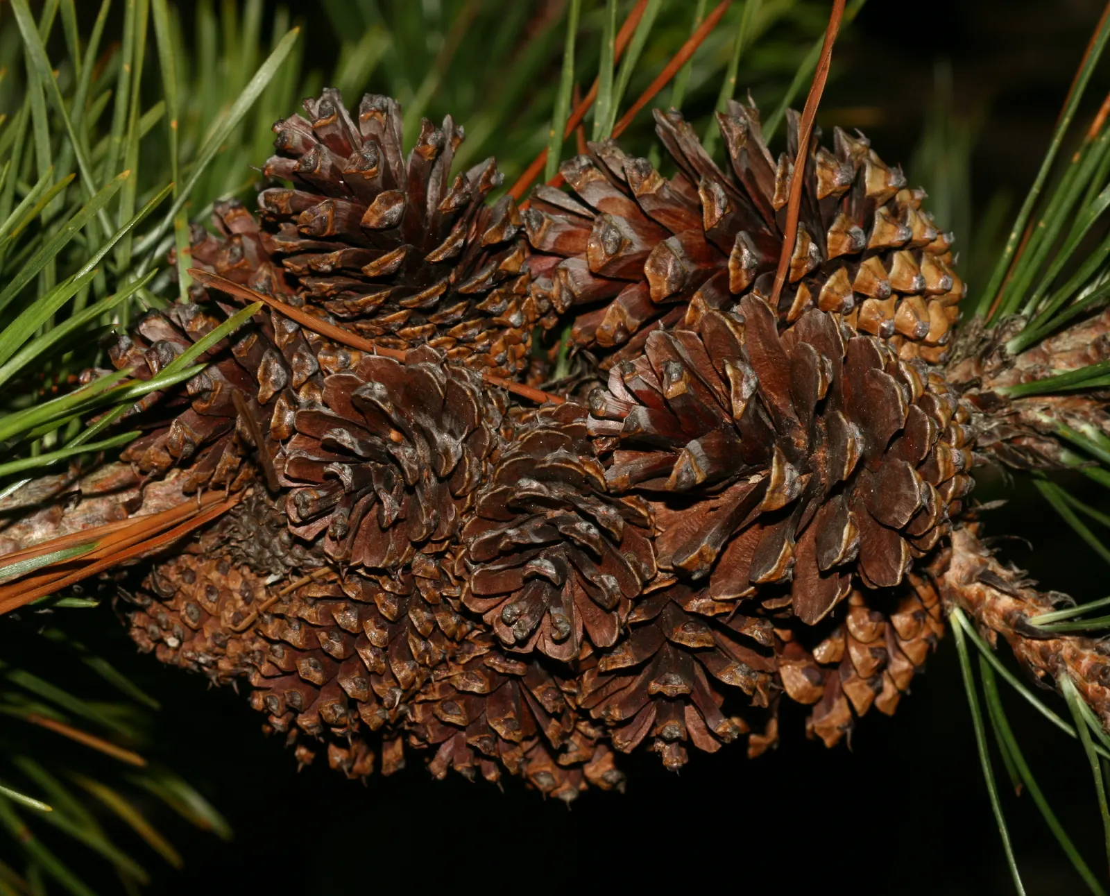 Lodgepole Pine (Pinus Contorta) — the Lodgepole Pine lends itself to naturalized settings