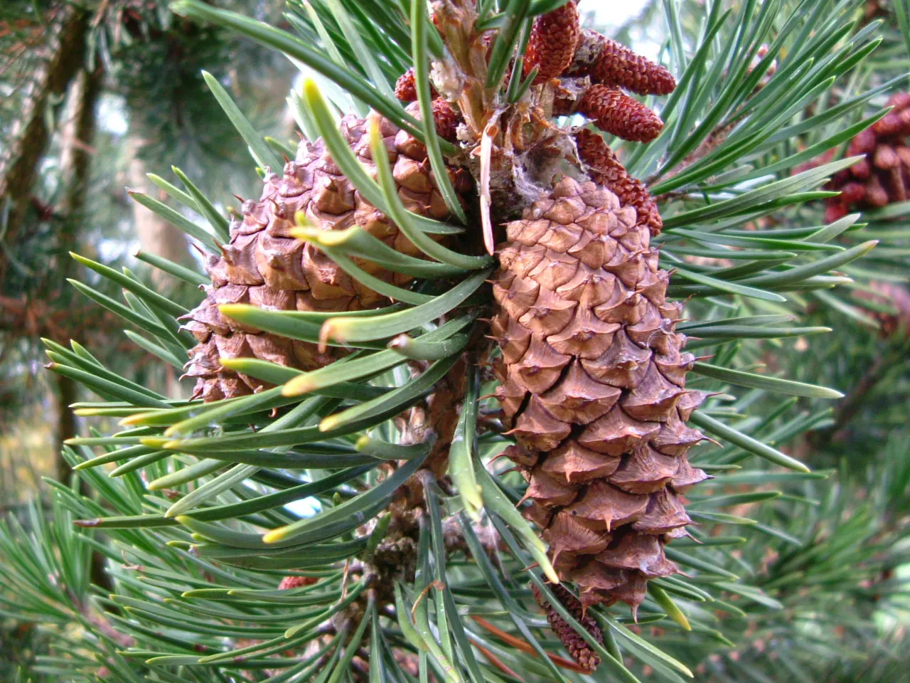 Lodgepole Pine (Pinus Contorta) — with some specimens soaring up to 100 feet