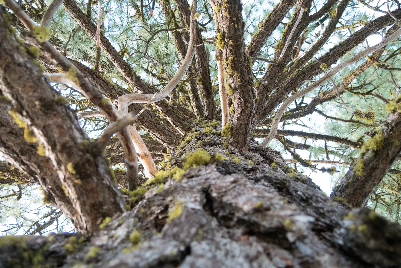 Lodgepole Pine (Pinus Contorta) — it's suited for creating vertical accents or windbreaks in spacious landscapes