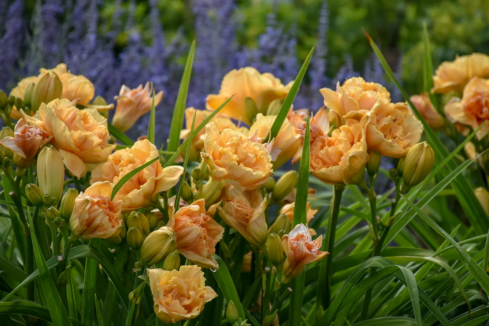 'Siloam Peony Display' Daylily (Hemerocallis hybrid) — information and resources