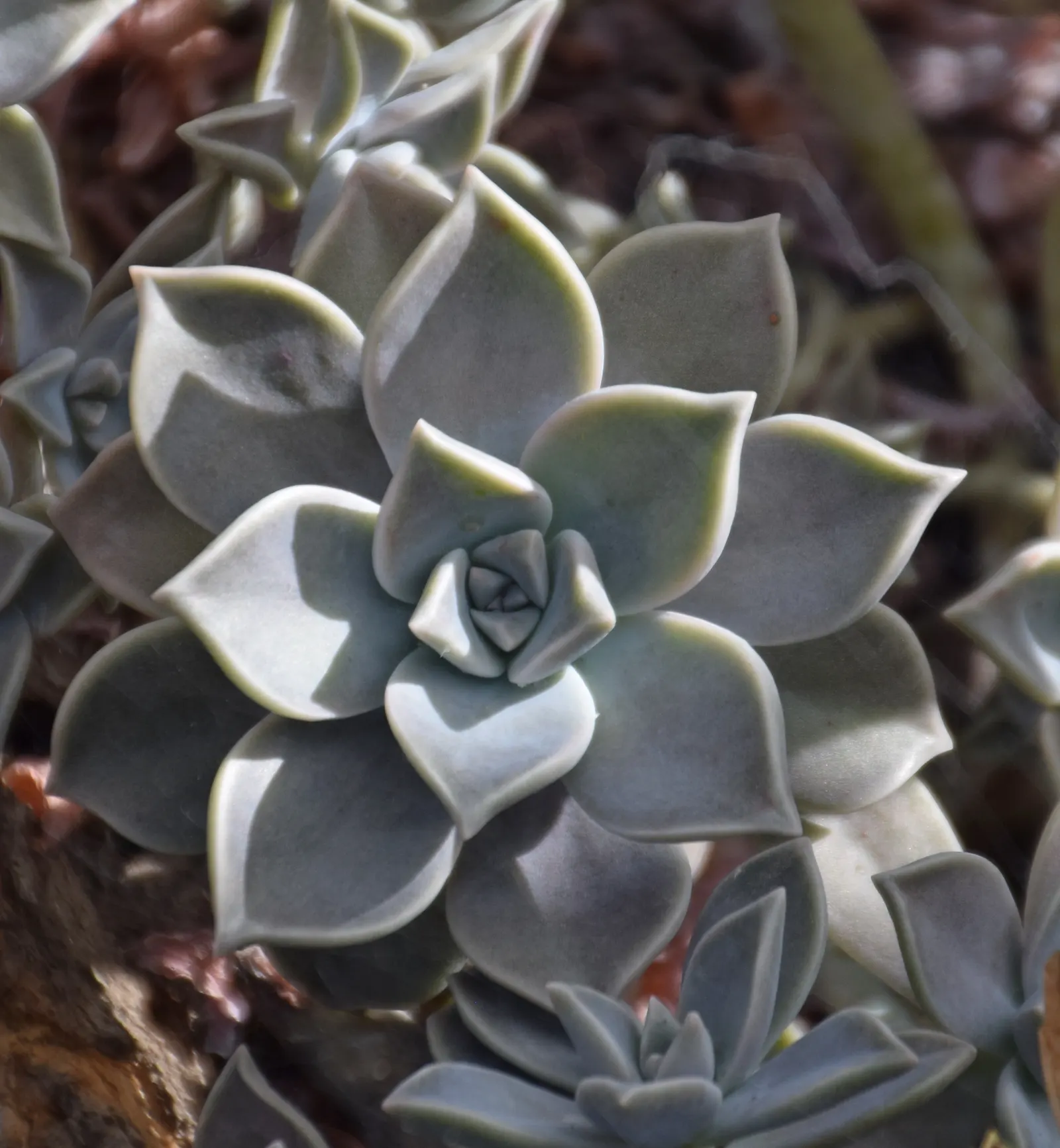 Ghost Plant (Graptopetalum Paraguayense) — Flower enthusiasts will appreciate the delicate yellow blooms that emerge in spring; adding a subtle, image 94