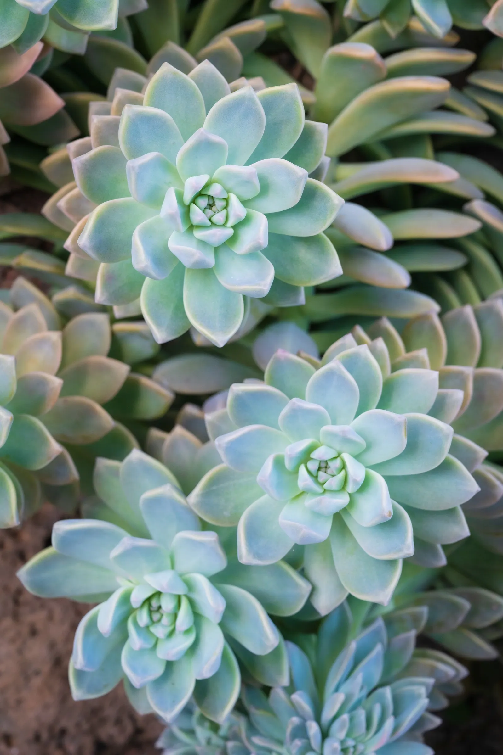 Ghost Plant (Graptopetalum Paraguayense) — creating a spectacular ground cover or a charming addition to rock gardens and container plantings; the, image 73
