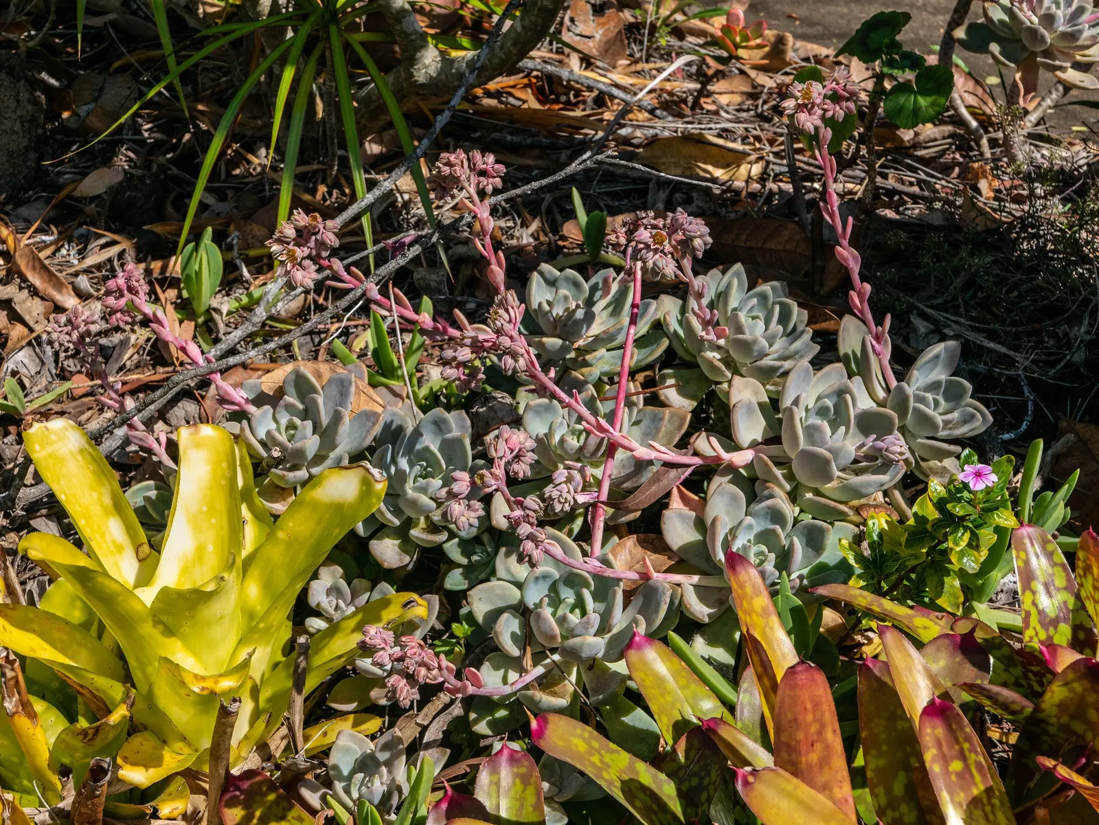 Ghost Plant (Graptopetalum Paraguayense) — at least 6 hours of daylight are optimal for its growth and coloration; is a versatile and intriguing, image 110