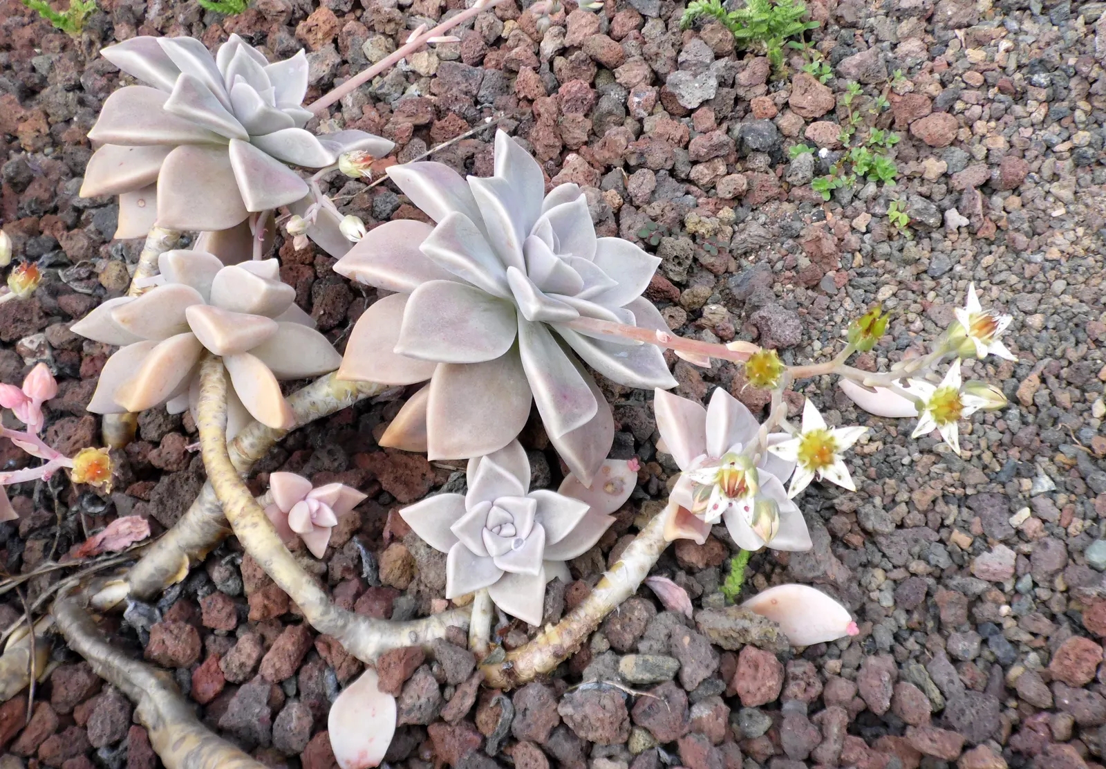 Ghost Plant (Graptopetalum Paraguayense) — making it a valuable and adaptable choice for the discerning client; the Ghost Plant can seamlessly, image 77