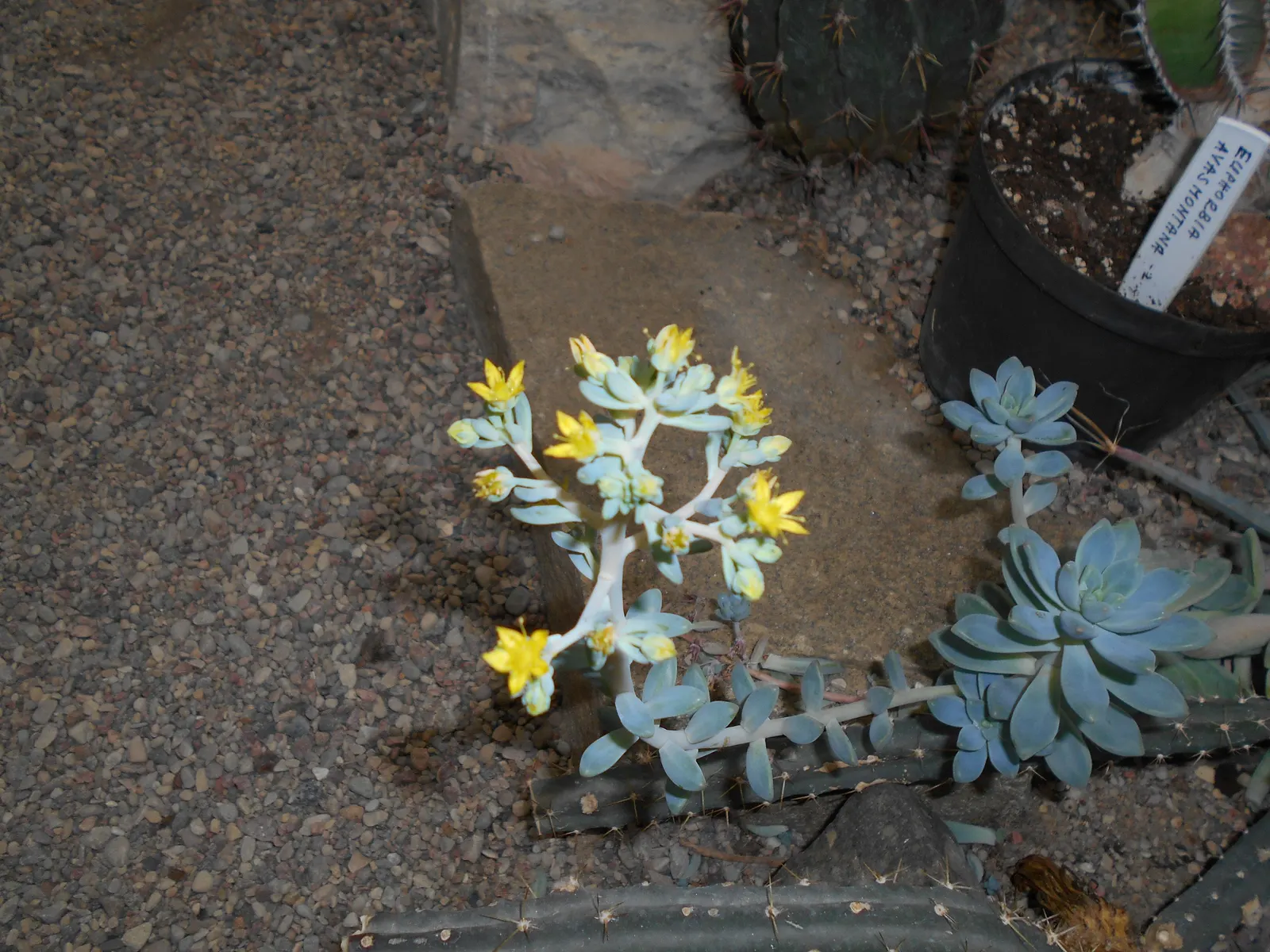Ghost Plant (Graptopetalum Paraguayense) — is a versatile and intriguing succulent that makes for a captivating addition to any landscape design, image 87