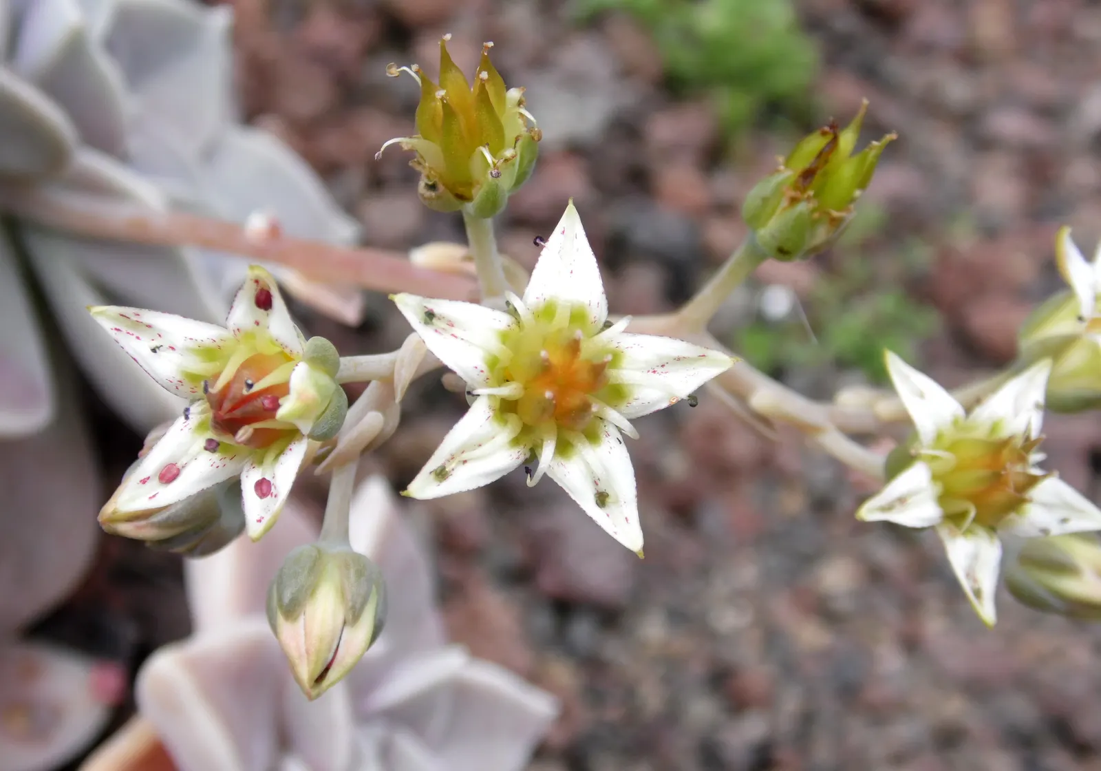 Ghost Plant (Graptopetalum Paraguayense) — The leaves boast a unique; creating a spectacular ground cover or a charming addition to rock gardens, image 88