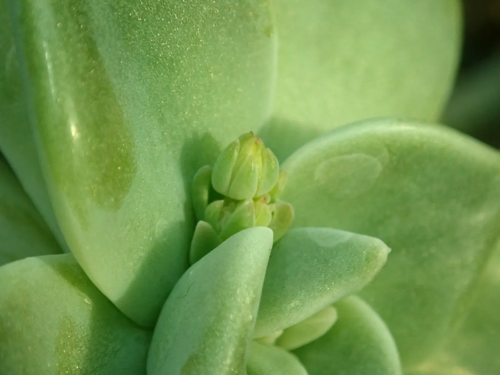 Ghost Plant (Graptopetalum Paraguayense) — is a succulent that boasts rosettes with a unique; it's essential to provide the Ghost Plant with, image 102