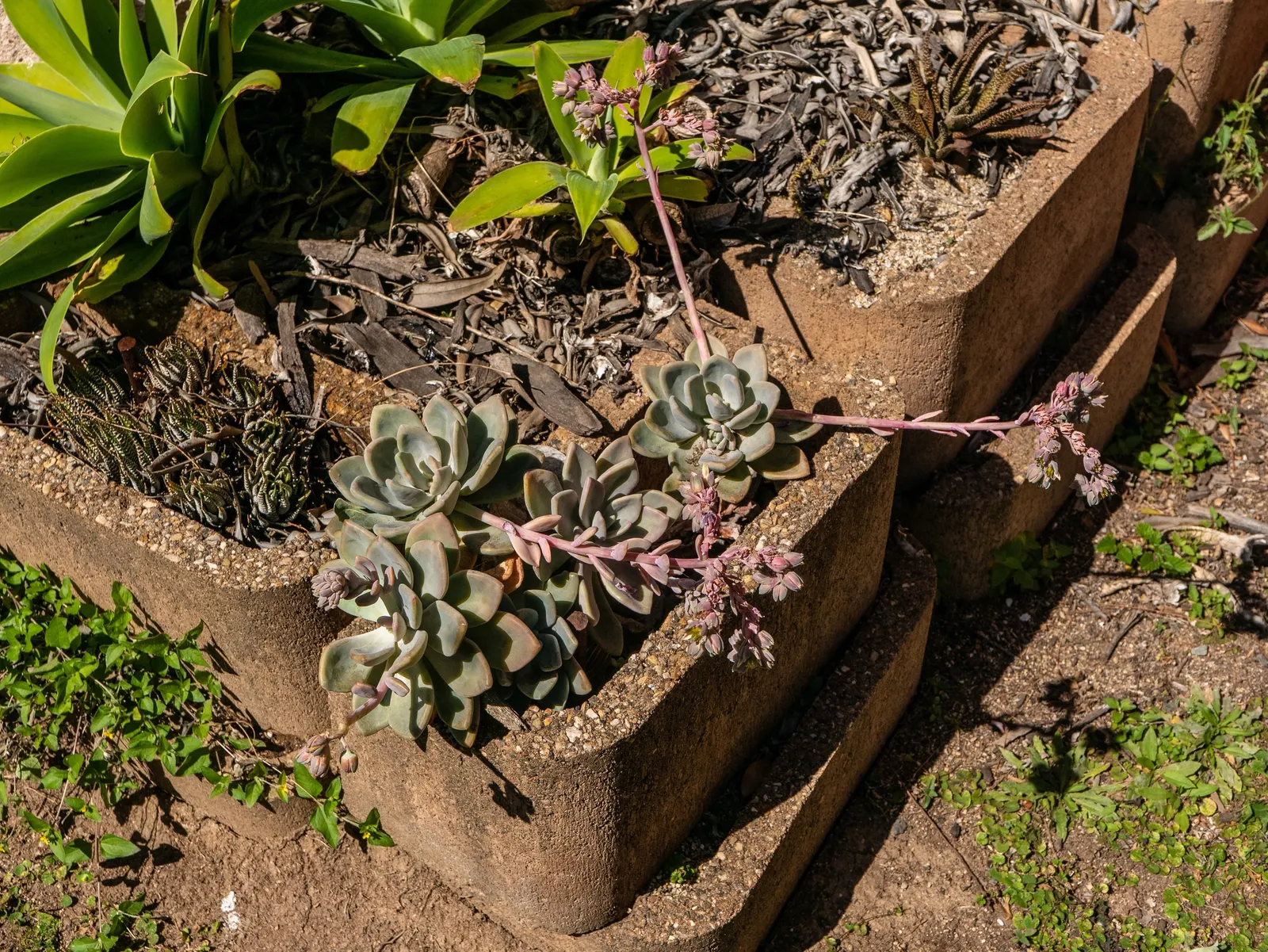 Ghost Plant (Graptopetalum Paraguayense) — The leaves boast a unique; creating a spectacular ground cover or a charming addition to rock gardens, image 108