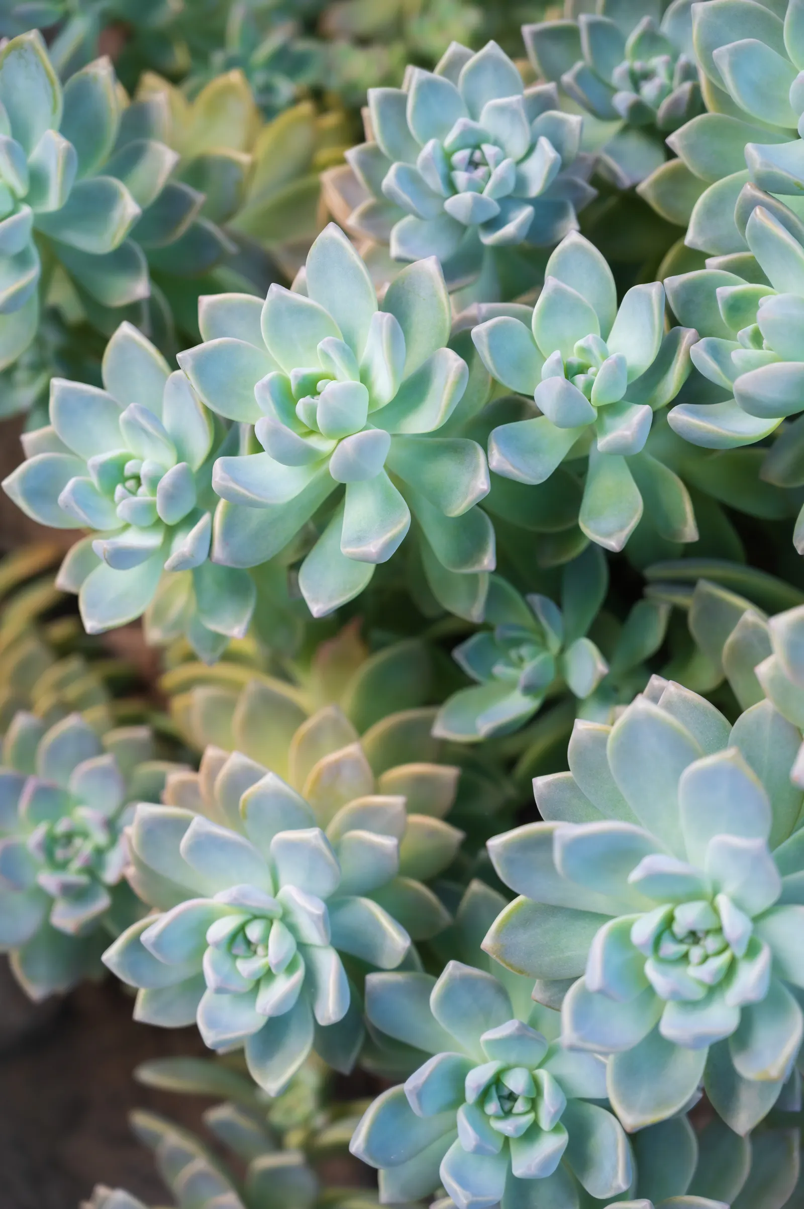 Ghost Plant (Graptopetalum Paraguayense) — Flower enthusiasts will appreciate the delicate yellow blooms that emerge in spring; adding a subtle, image 74