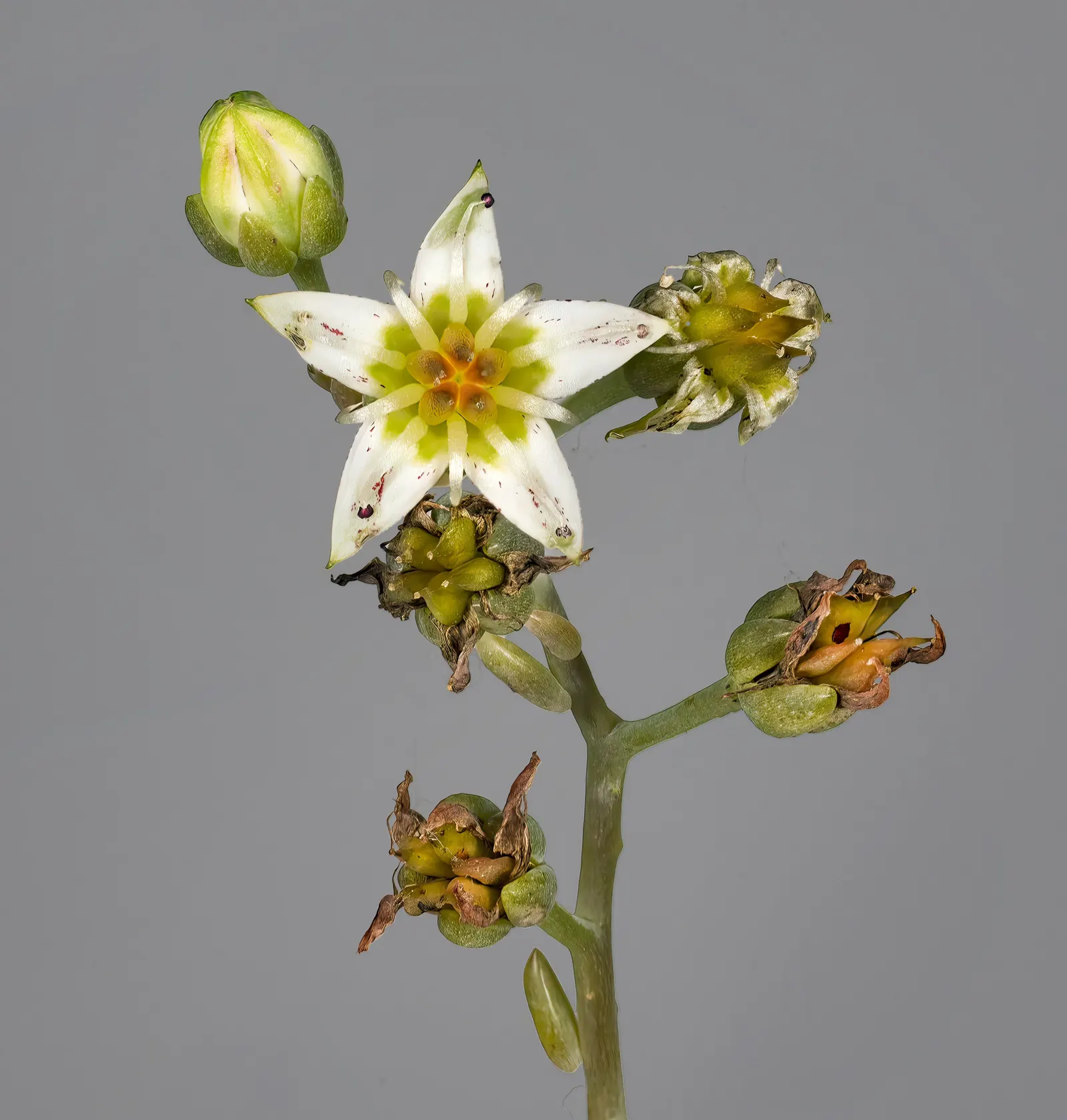 Ghost Plant (Graptopetalum Paraguayense) — generally not exceeding 1 inch per week