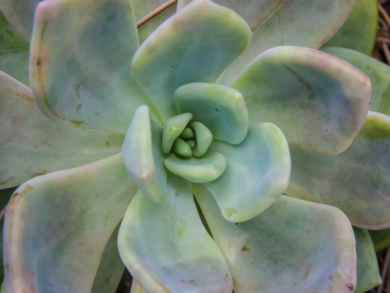 Ghost Plant (Graptopetalum Paraguayense) — creating a spectacular ground cover or a charming addition to rock gardens and container plantings; the, image 93