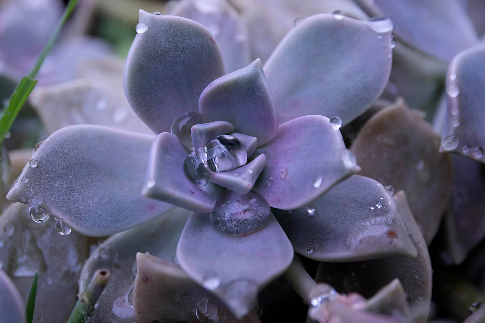 Ghost Plant (Graptopetalum Paraguayense) — making it a valuable and adaptable choice for the discerning client