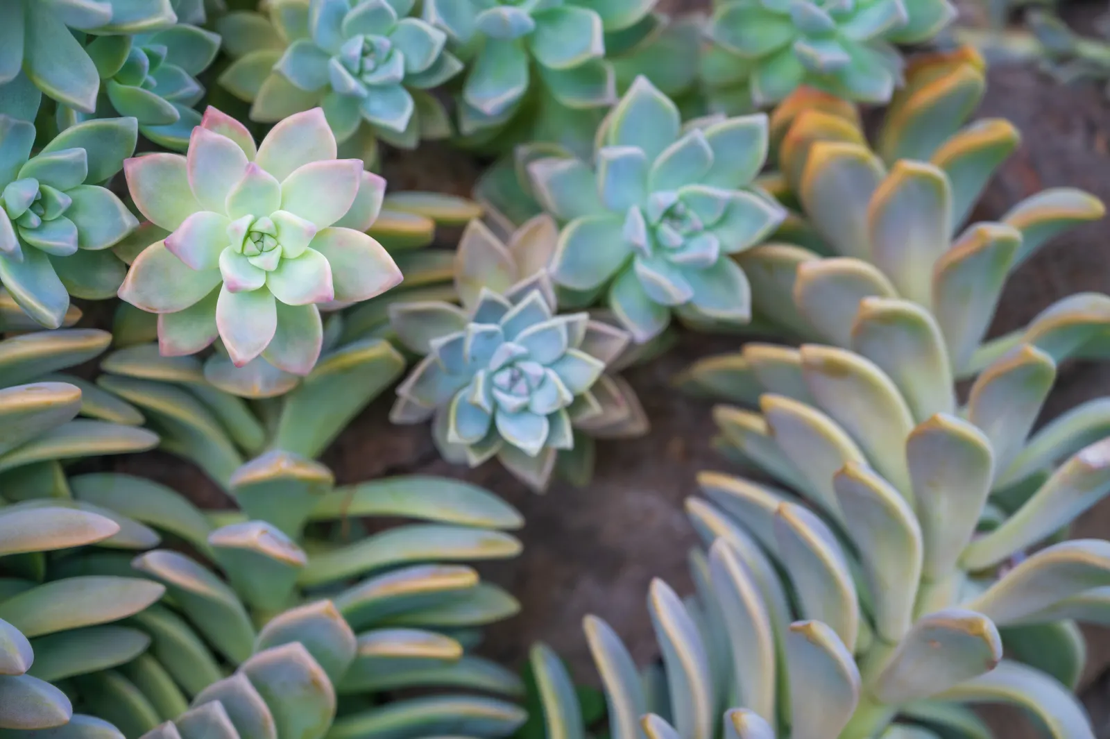 Ghost Plant (Graptopetalum Paraguayense) — With full sun to partial shade, it can spread 20-24 inches wide and grow up to 12 inches tall; the Ghost, image 84