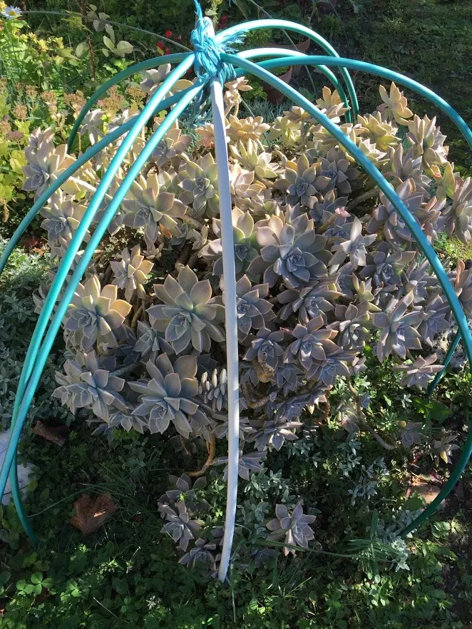 Ghost Plant (Graptopetalum Paraguayense) — commonly known as the Ghost Plant; with full sun to partial shade, it can spread 20-24 inches wide and, image 81