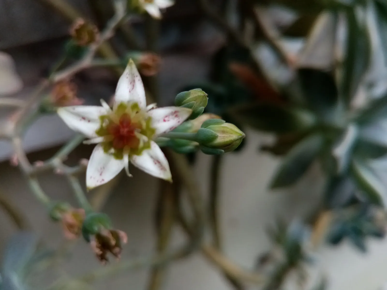 Ghost Plant (Graptopetalum Paraguayense) — the Ghost Plant can seamlessly blend with a variety of textures and color palettes