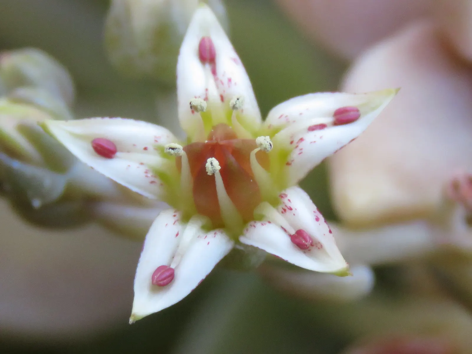Ghost Plant (Graptopetalum Paraguayense) — succulent for full or half or shade; making it a valuable and adaptable choice for the discerning client, image 80