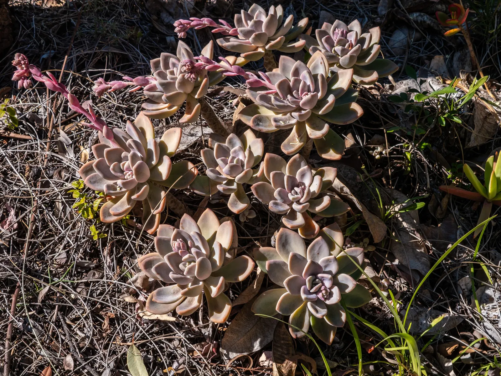 Ghost Plant (Graptopetalum Paraguayense) — generally not exceeding 1 inch per week; commonly known as the Ghost Plant, image 112