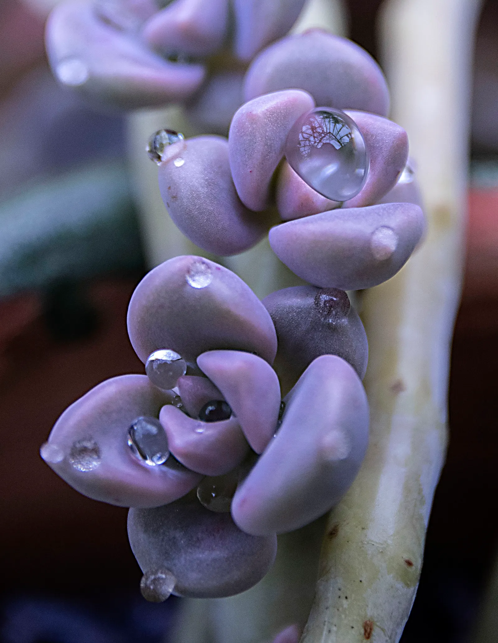 Ghost Plant (Graptopetalum Paraguayense) — generally not exceeding 1 inch per week; commonly known as the Ghost Plant, image 72