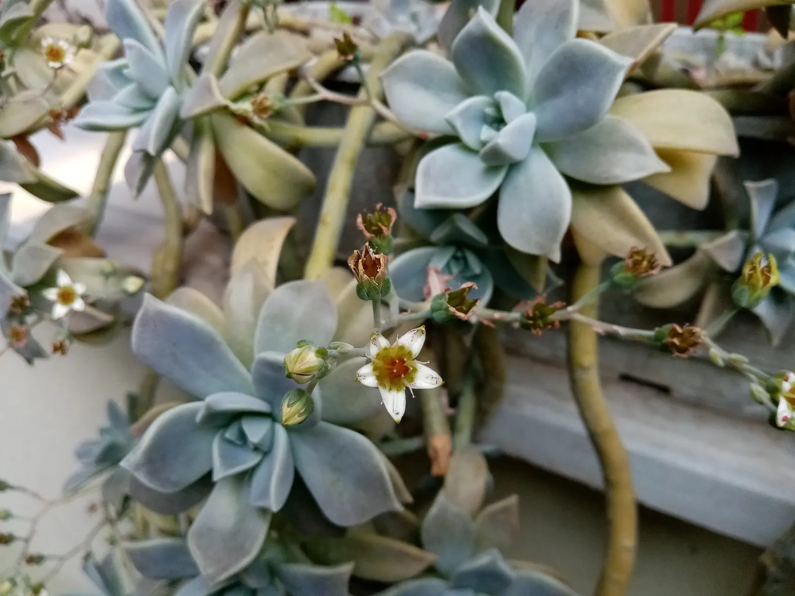 Ghost Plant (Graptopetalum Paraguayense) — It's essential to provide the Ghost Plant with limited water