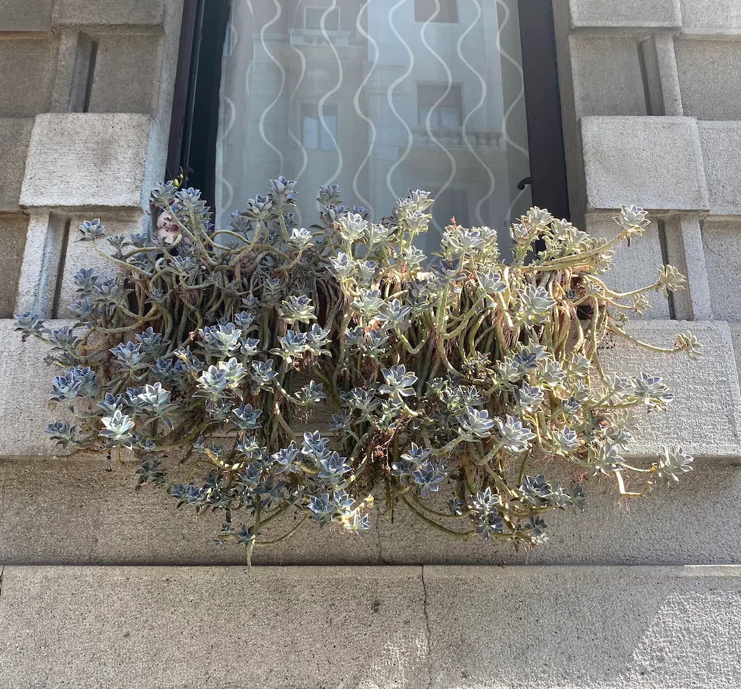 Ghost Plant (Graptopetalum Paraguayense) — The Ghost Plant adds a touch of iridescence to rockeries and containers; generally not exceeding 1 inch, image 85